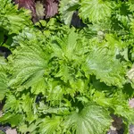 Seeds, Perilla Green Shiso (West Coast Seeds)