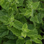 Herb, Mint Strawberry 4in