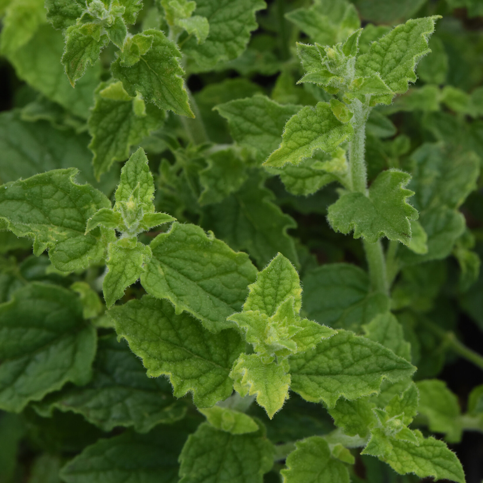 Herb, Mint Strawberry 4in