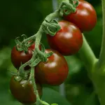 Tomato, Chocolate Sprinkles 3 in