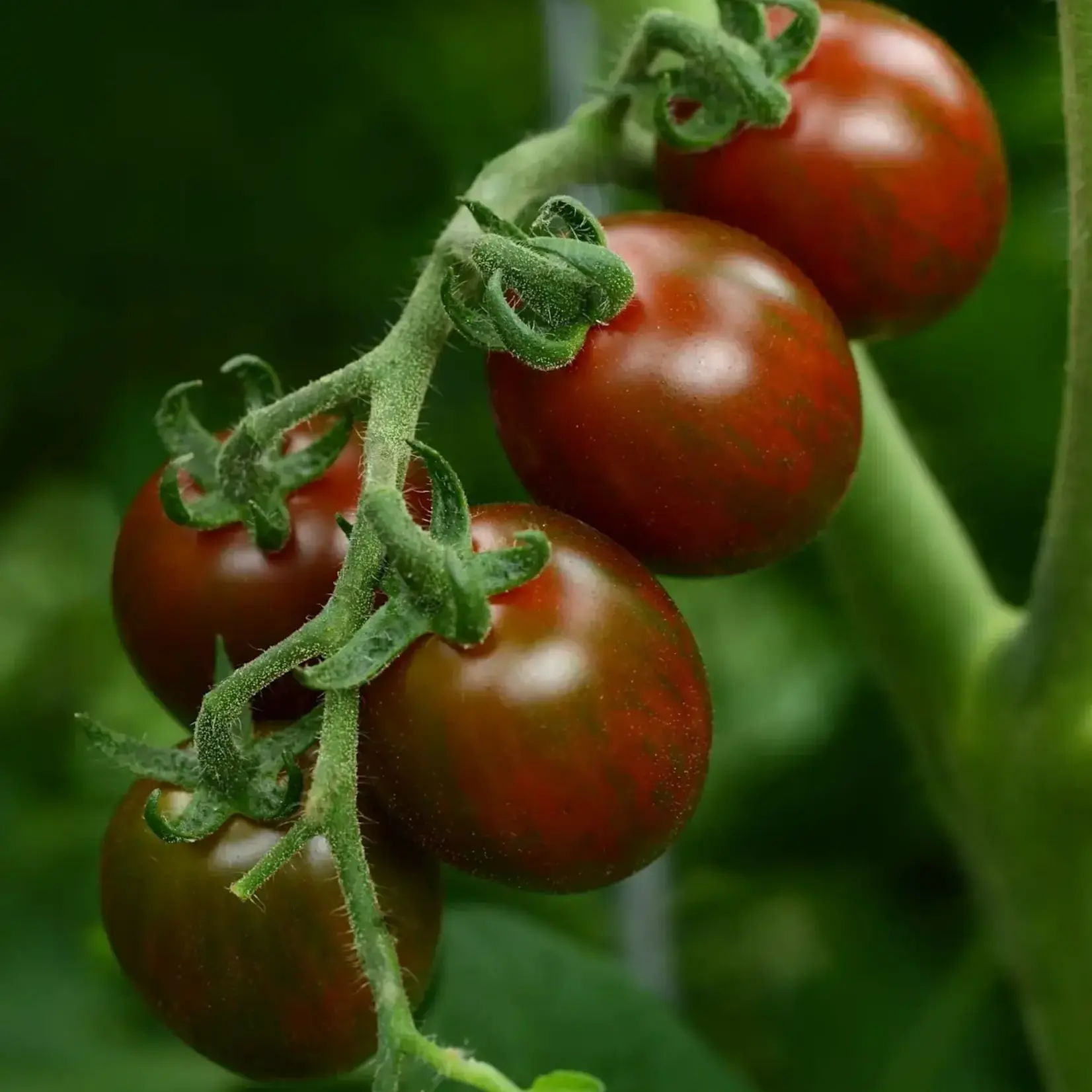 Tomato, Chocolate Sprinkles 3 in