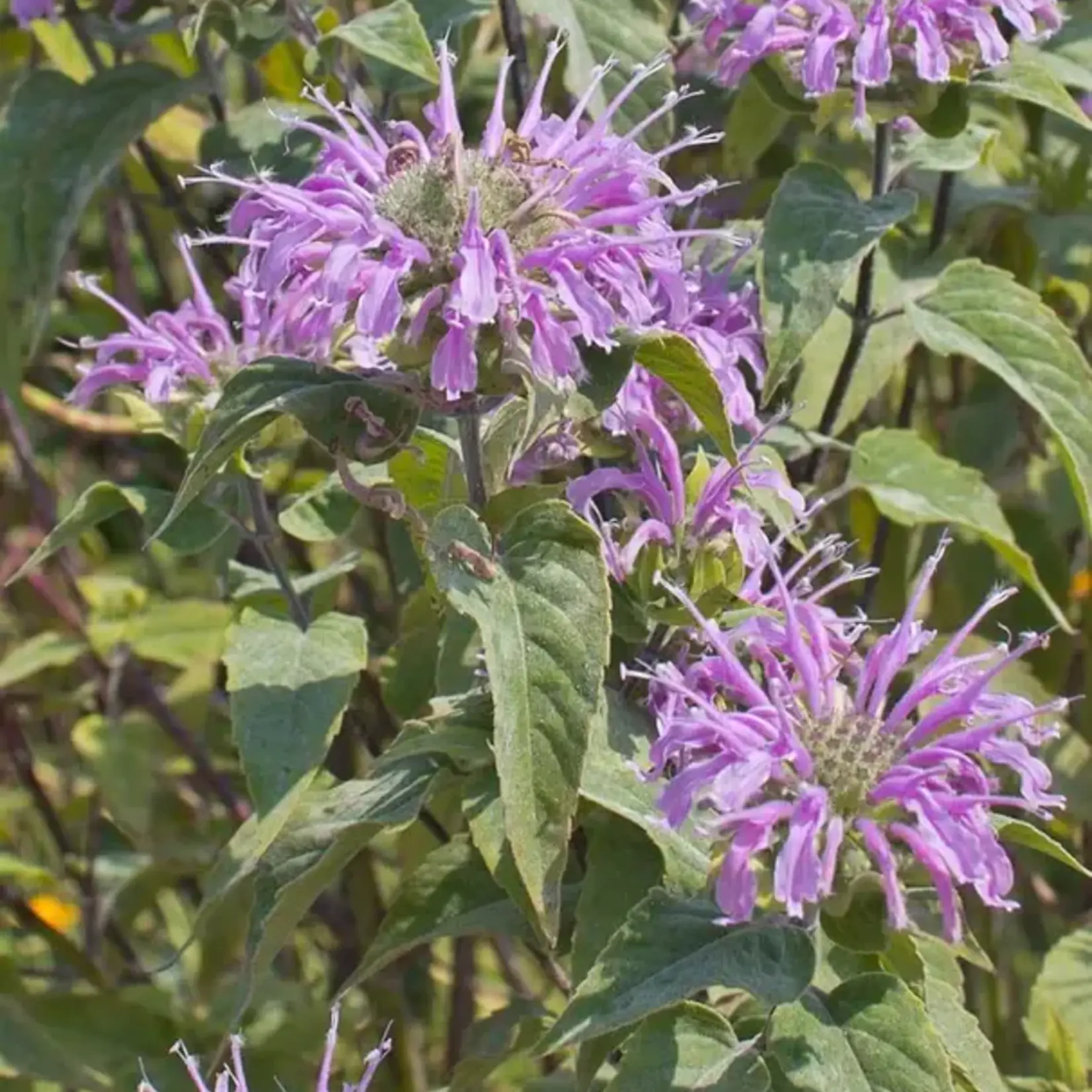 Seeds, Bergamot Wild (West Coast Seeds)