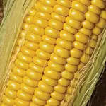 Seeds, Corn Golden Jubilee F1 (West Coast Seeds)