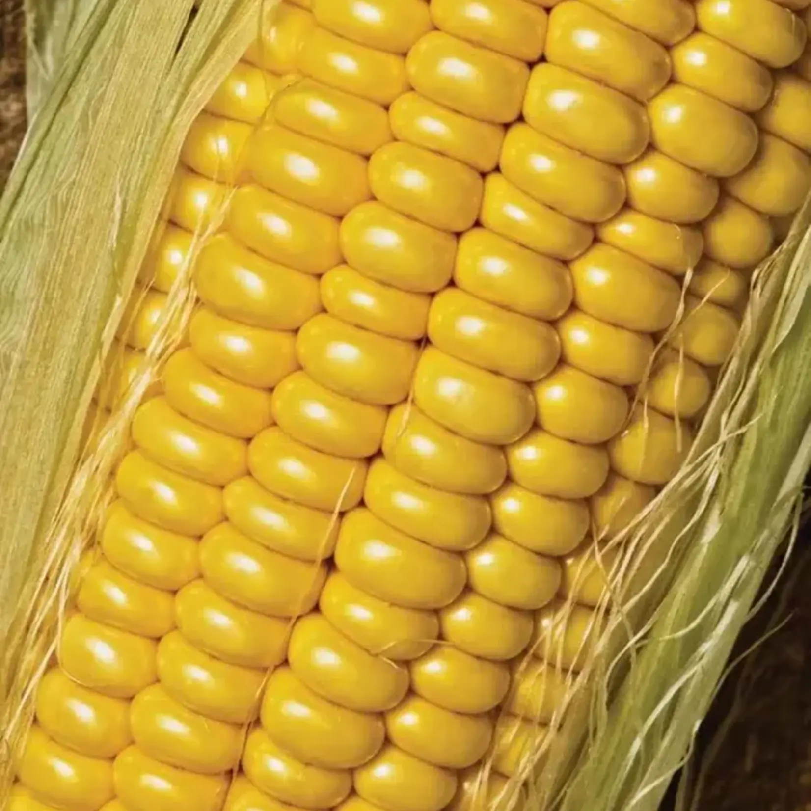 Seeds, Corn Golden Jubilee F1 (West Coast Seeds)