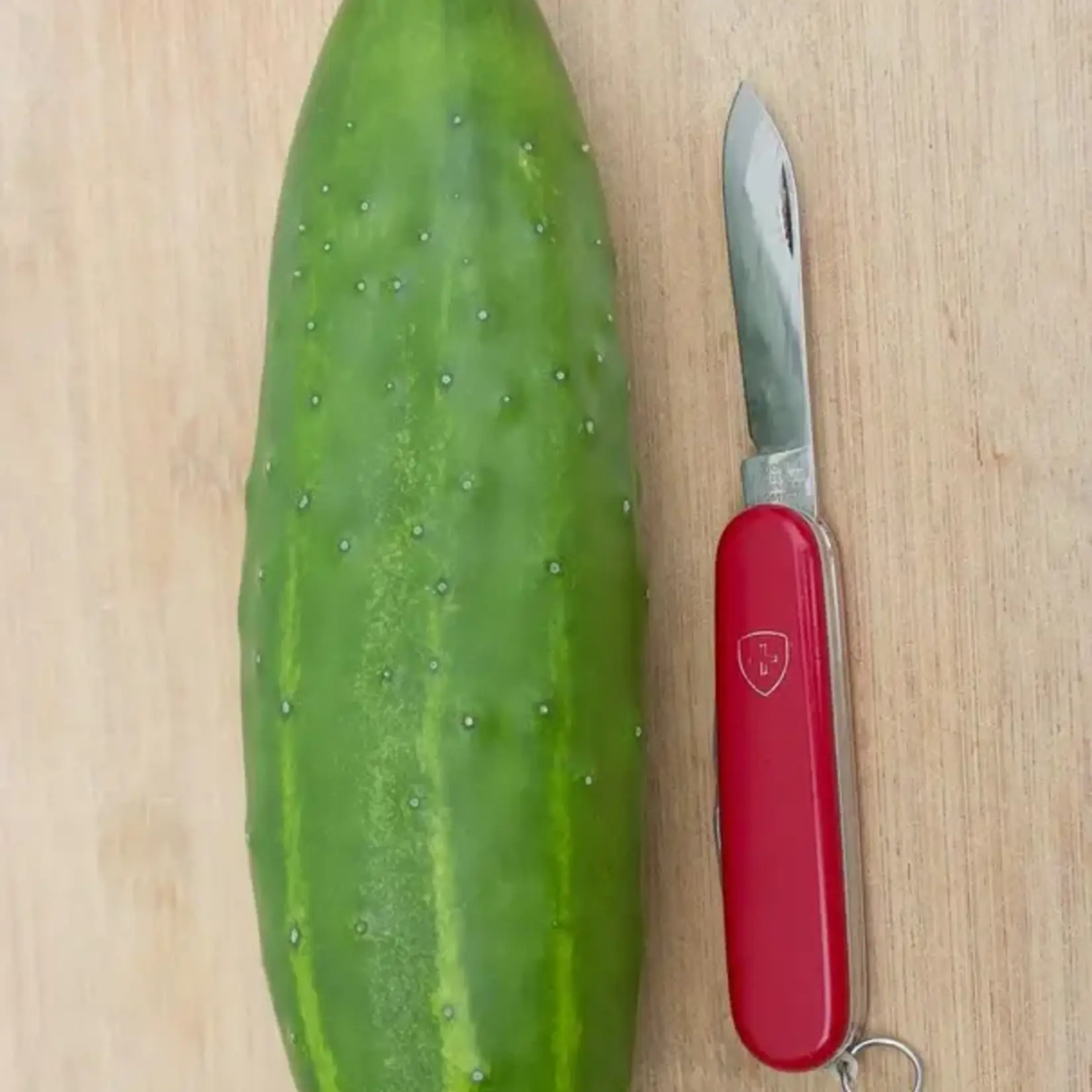 Seeds, Cucumbers Marketmore (West Coast Seeds)