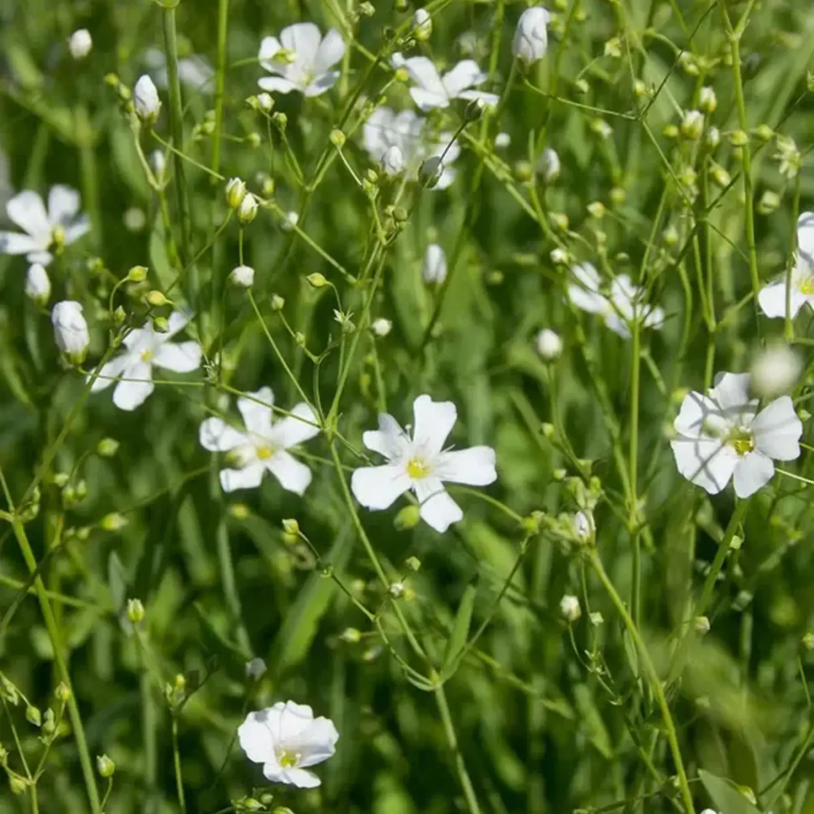 Seeds, Baby’s Breath (West Coast Seeds)