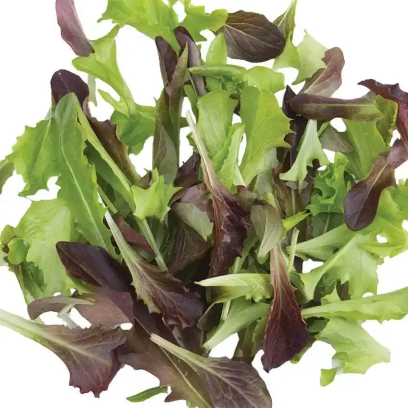Seeds, Lettuce Fast and Furious (West Coast Seeds)