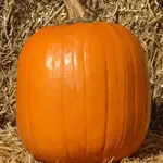 Seeds, Pumpkin Howden (West Coast Seeds)