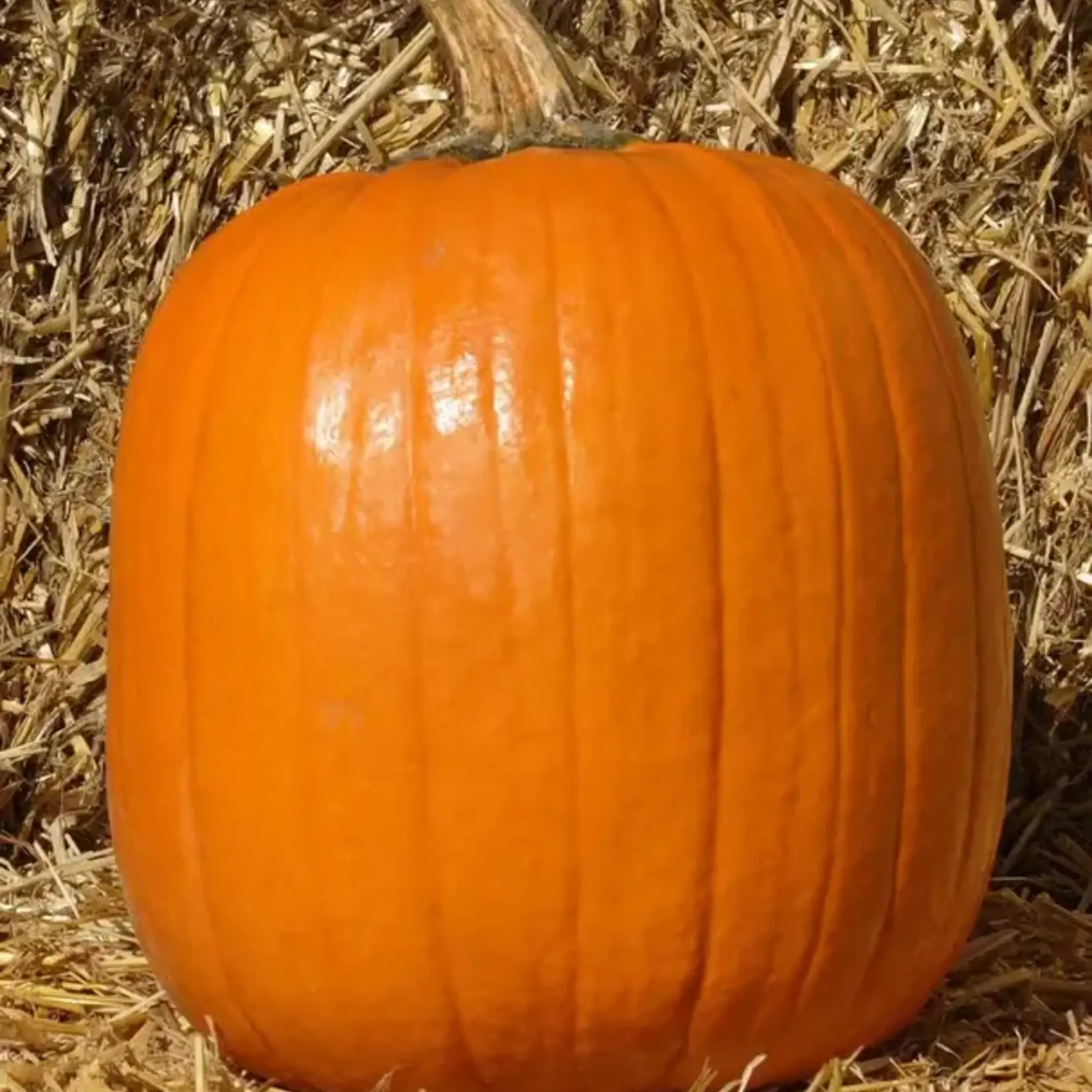 Seeds, Pumpkin Howden (West Coast Seeds)