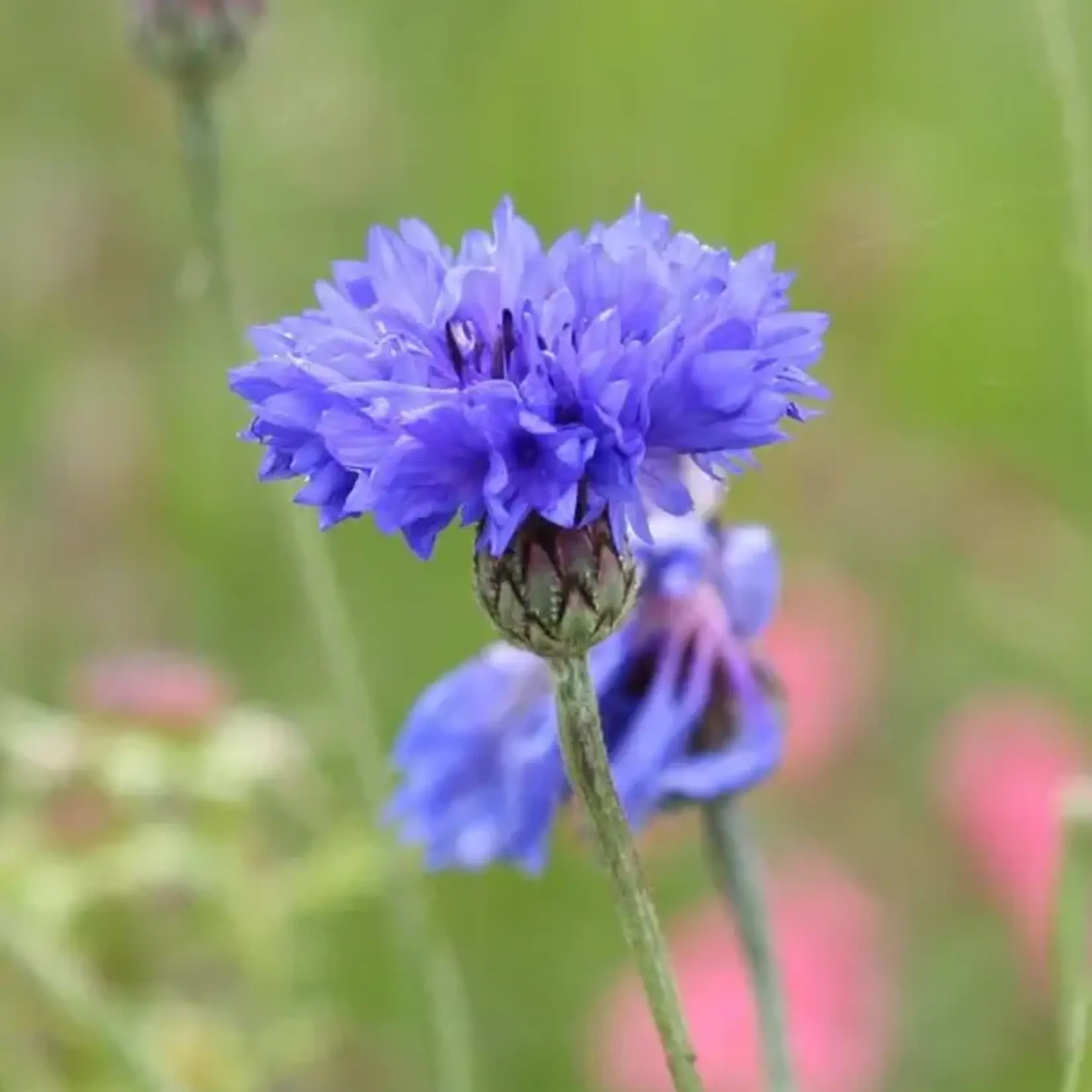 Seeds, Cornflower Blue Boy (West Coast Seeds)
