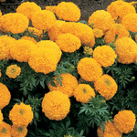 Marigold Inca Gold 6-Pak