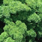 Herb, Parsley Forest Green 4 in