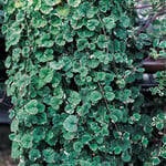 Glechoma Hederacea, Creeping Charlie 4 in