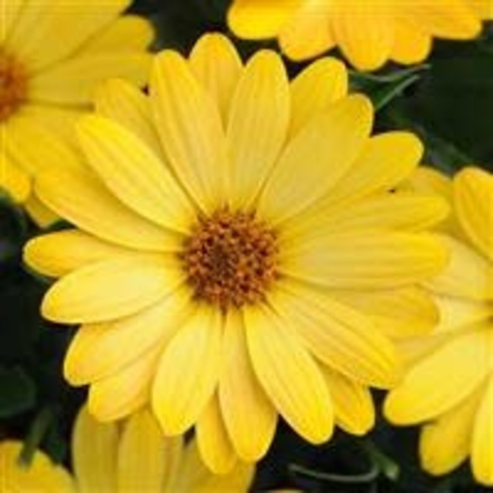 Osteospermum, Serenity Yellow 4 in