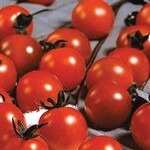 Tomato, Sweet Million 4 in