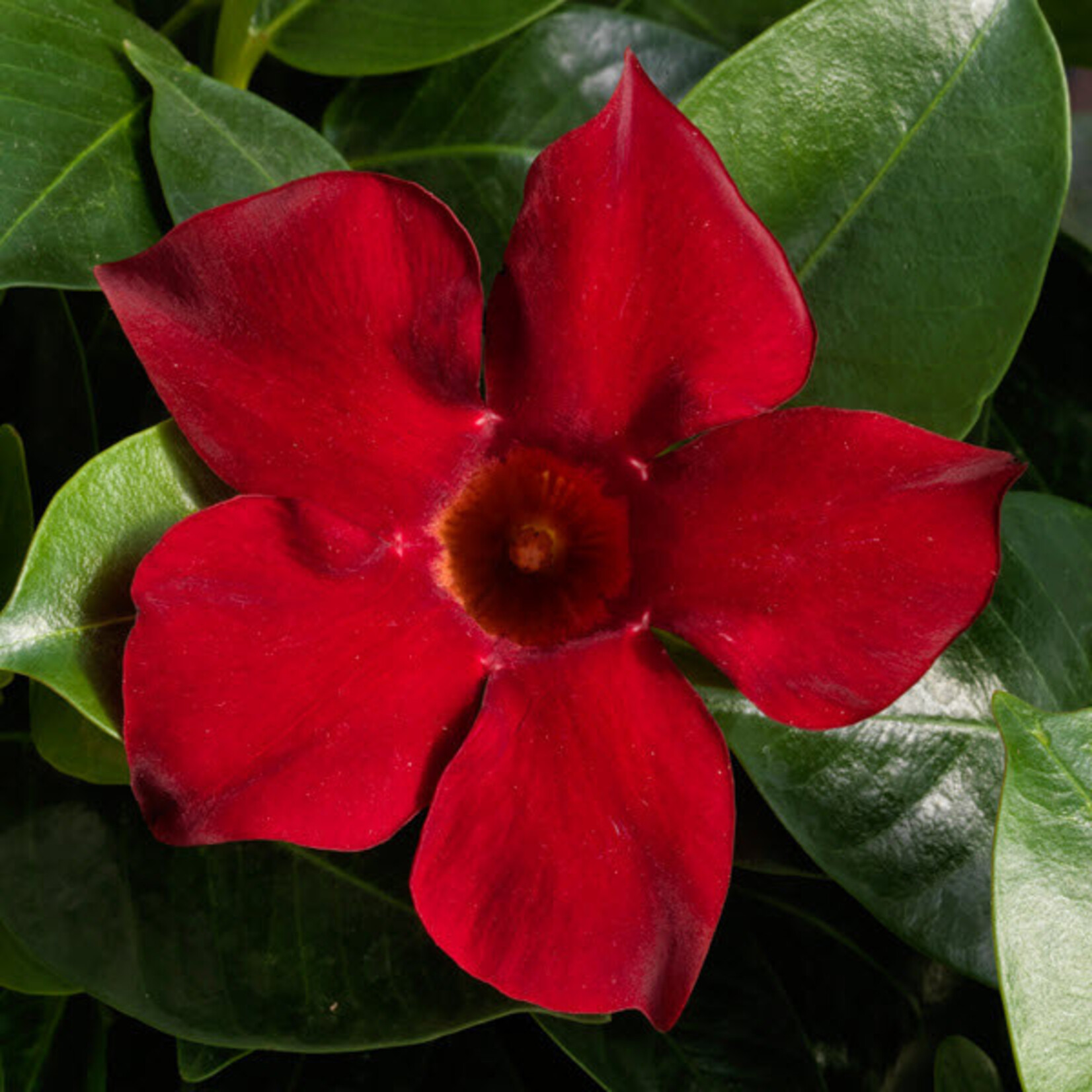 Mandevilla, Madinia Deep Red 6 in