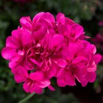 Geranium, Ivy League Deep Pink 6 in