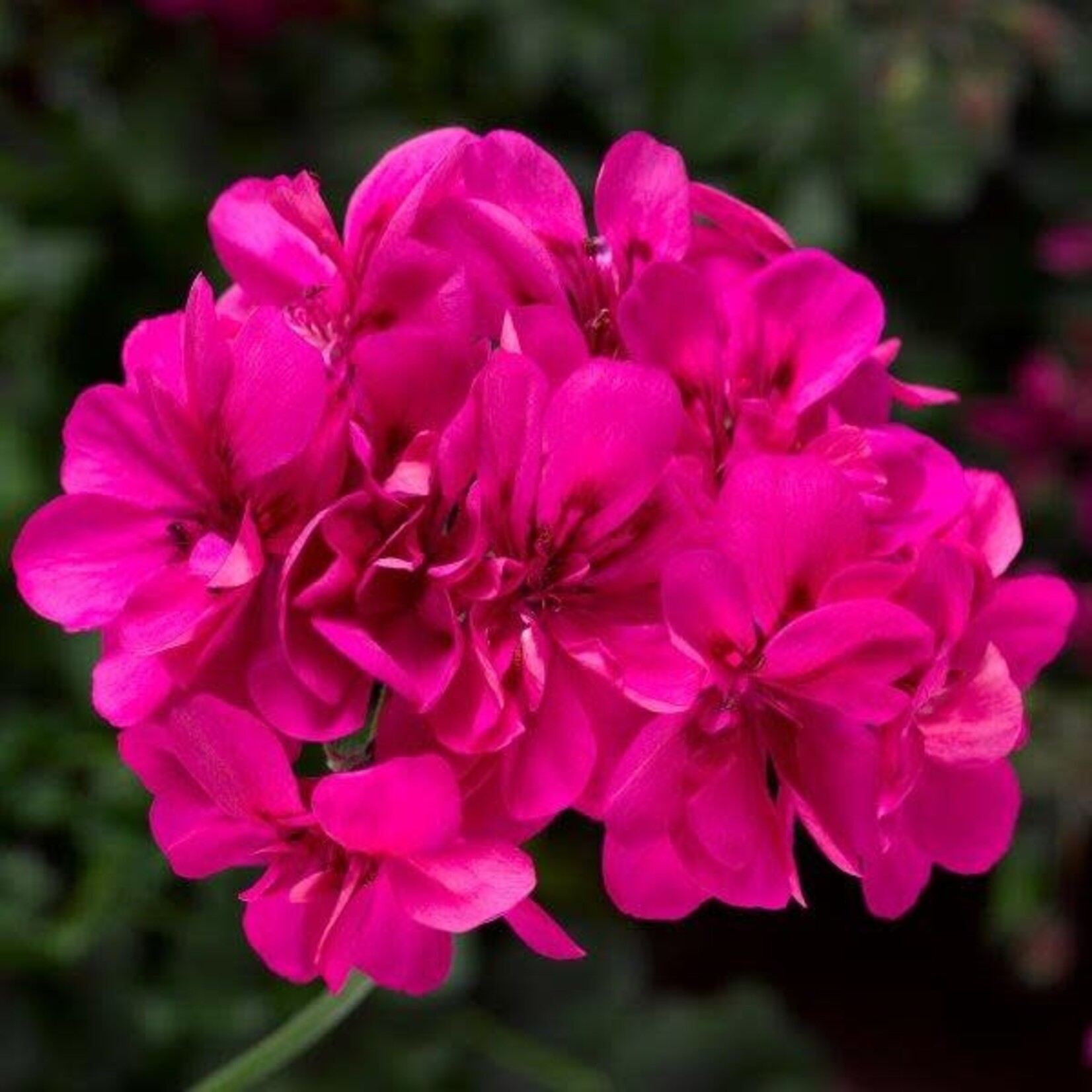Geranium, Ivy League Deep Pink 6 in