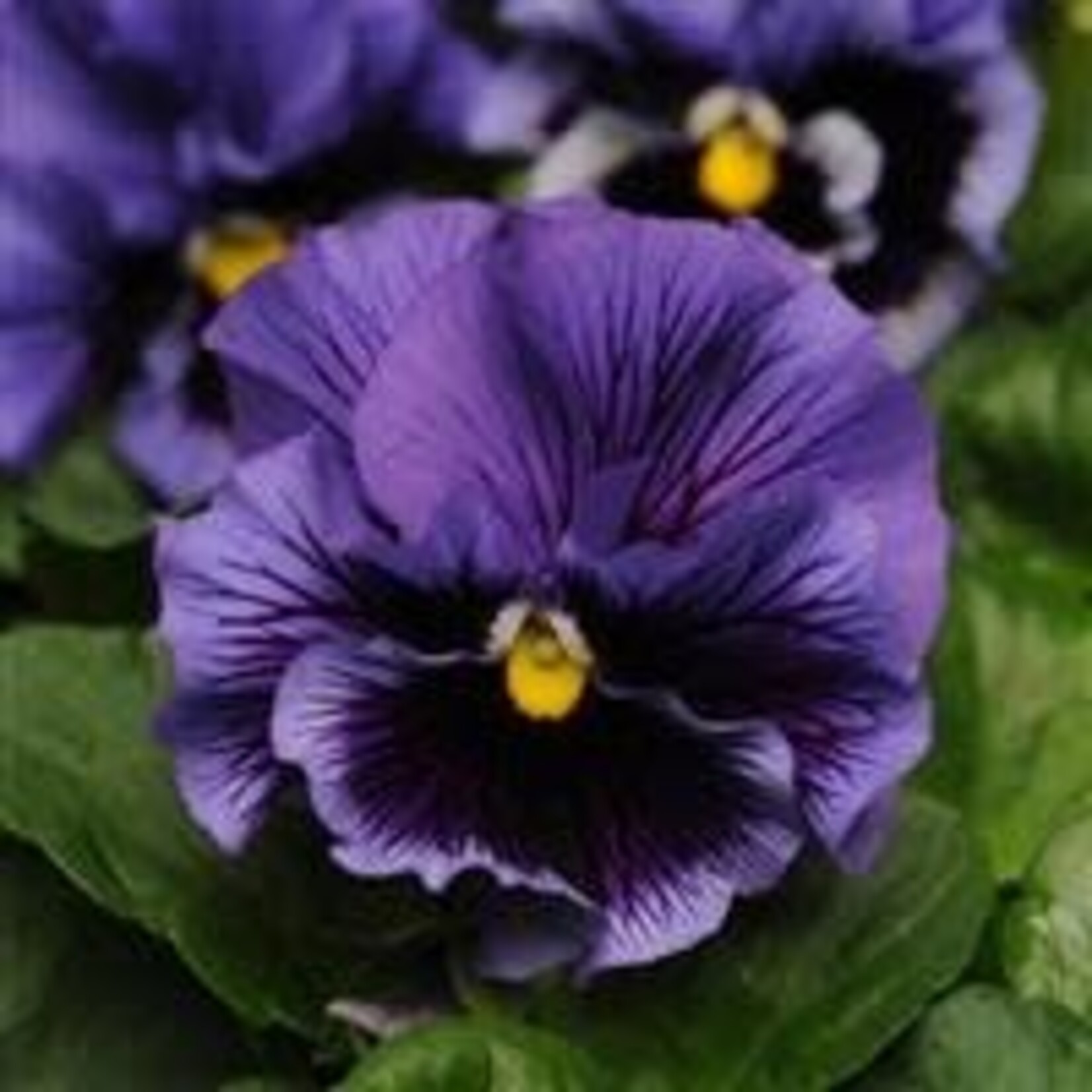 Pansy, Frizzle Sizzle Blue 3 in