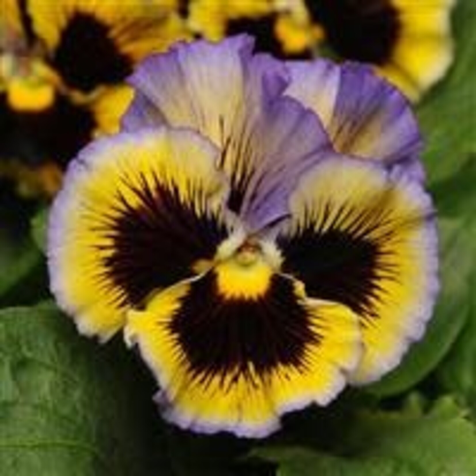 Pansy, Frizzle Sizzle Yellow-Blue Swirl 3 in