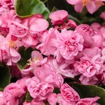 Begonia, Double Up Pink 4 in