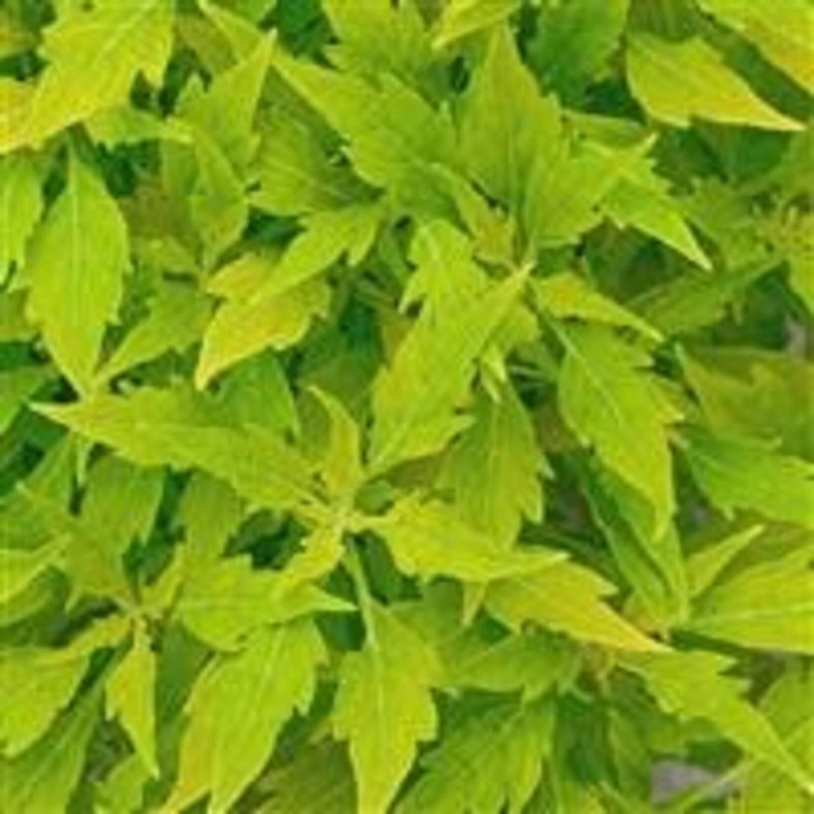 Coleus, Flame Thrower Salsa Verde 4 in
