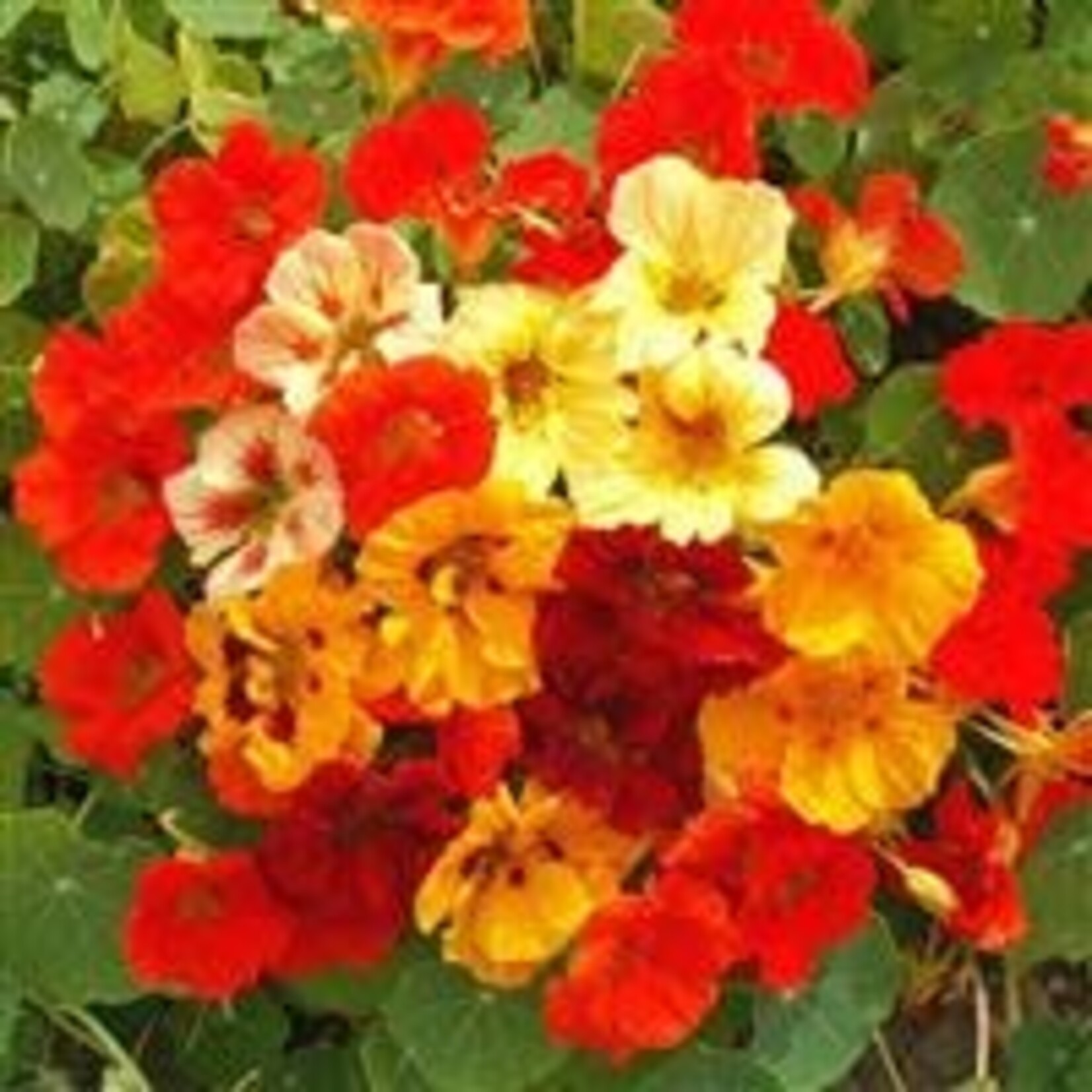 Nasturtium, Jewel Mix 6-pak