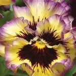 Pansy, Frizzle Sizzle Lemonberry 6-Pak