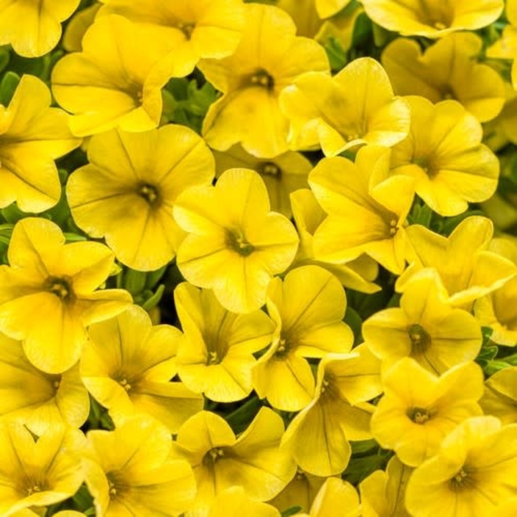 Calibrachoa, Superbells Yellow 1G