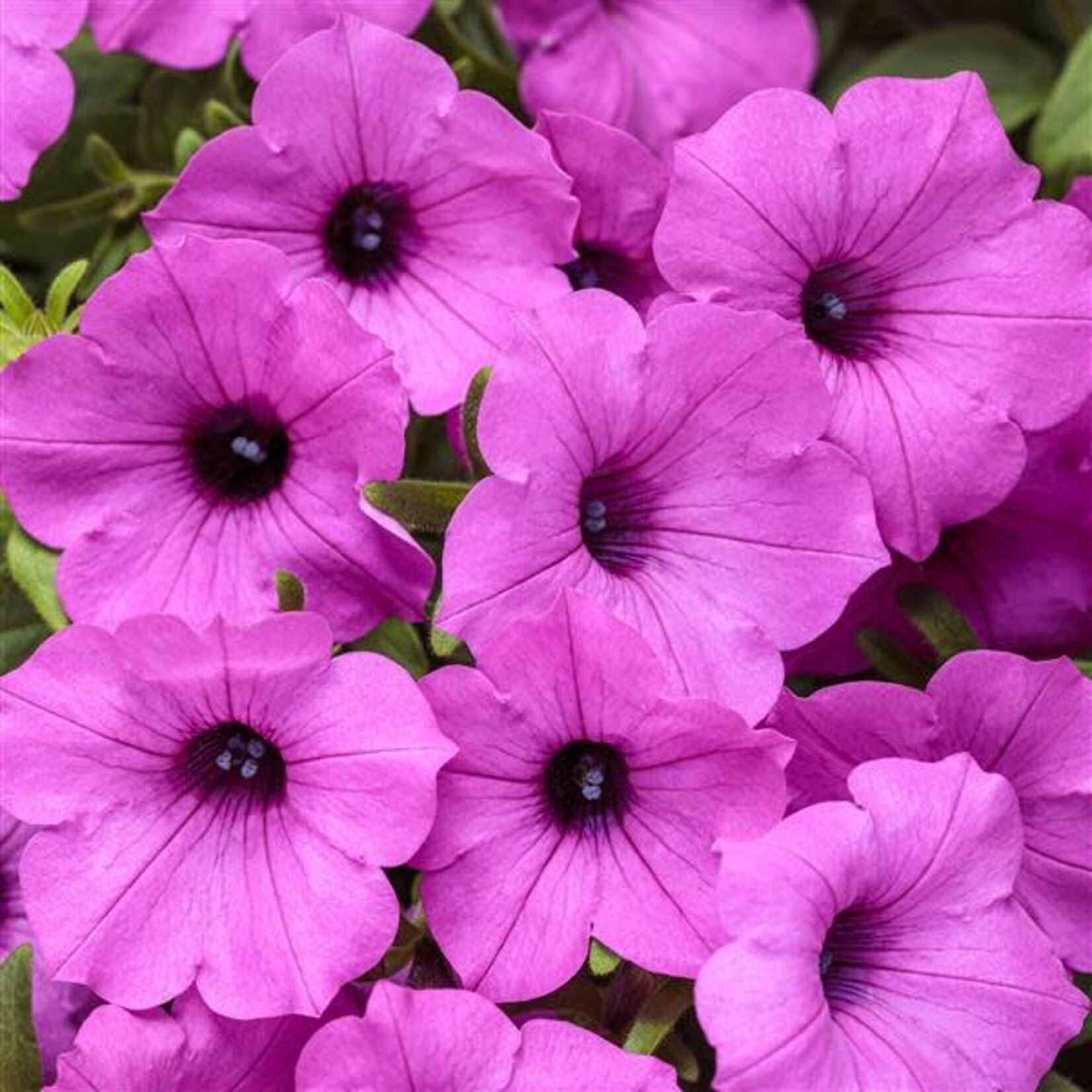 Petunia, Supertunia Vista Jazzberry 1G