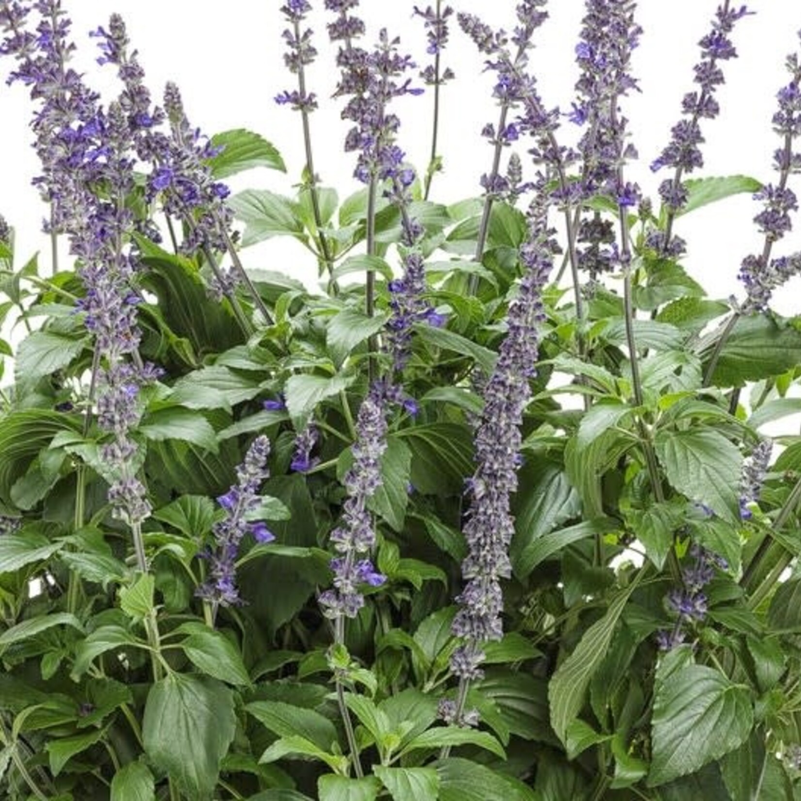 Salvia, Rockin Playing the Blues 1G