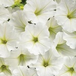 Petunia, Supertunia Vista Snowdrift 4 in