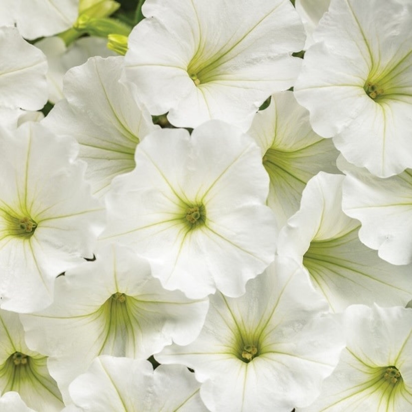 Petunia, Supertunia Vista Snowdrift 4 in