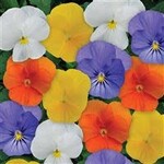 Viola, Sorbet XP All Season Mix 6-pak