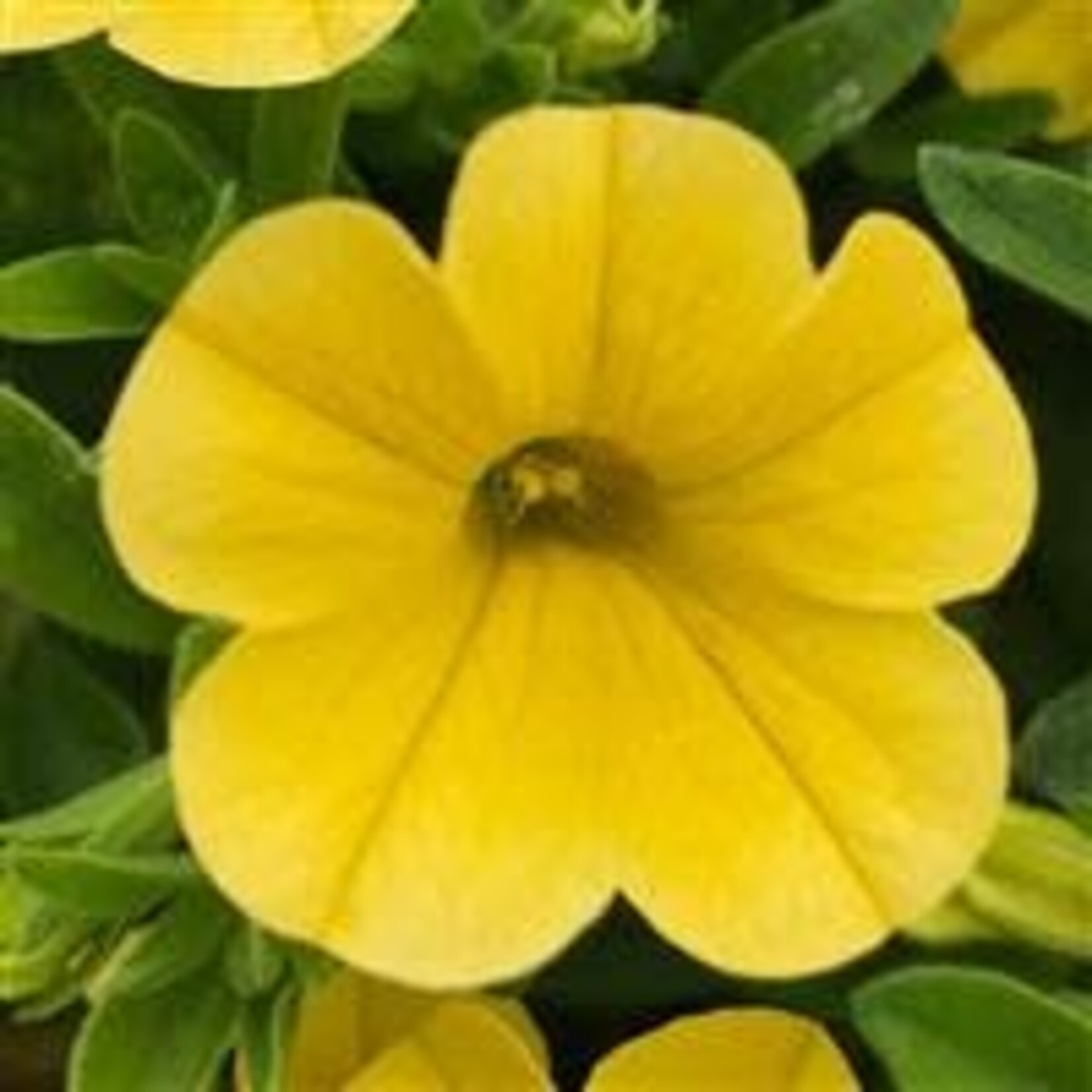 Calibrachoa, MiniFamous Uno Yellow 4 in