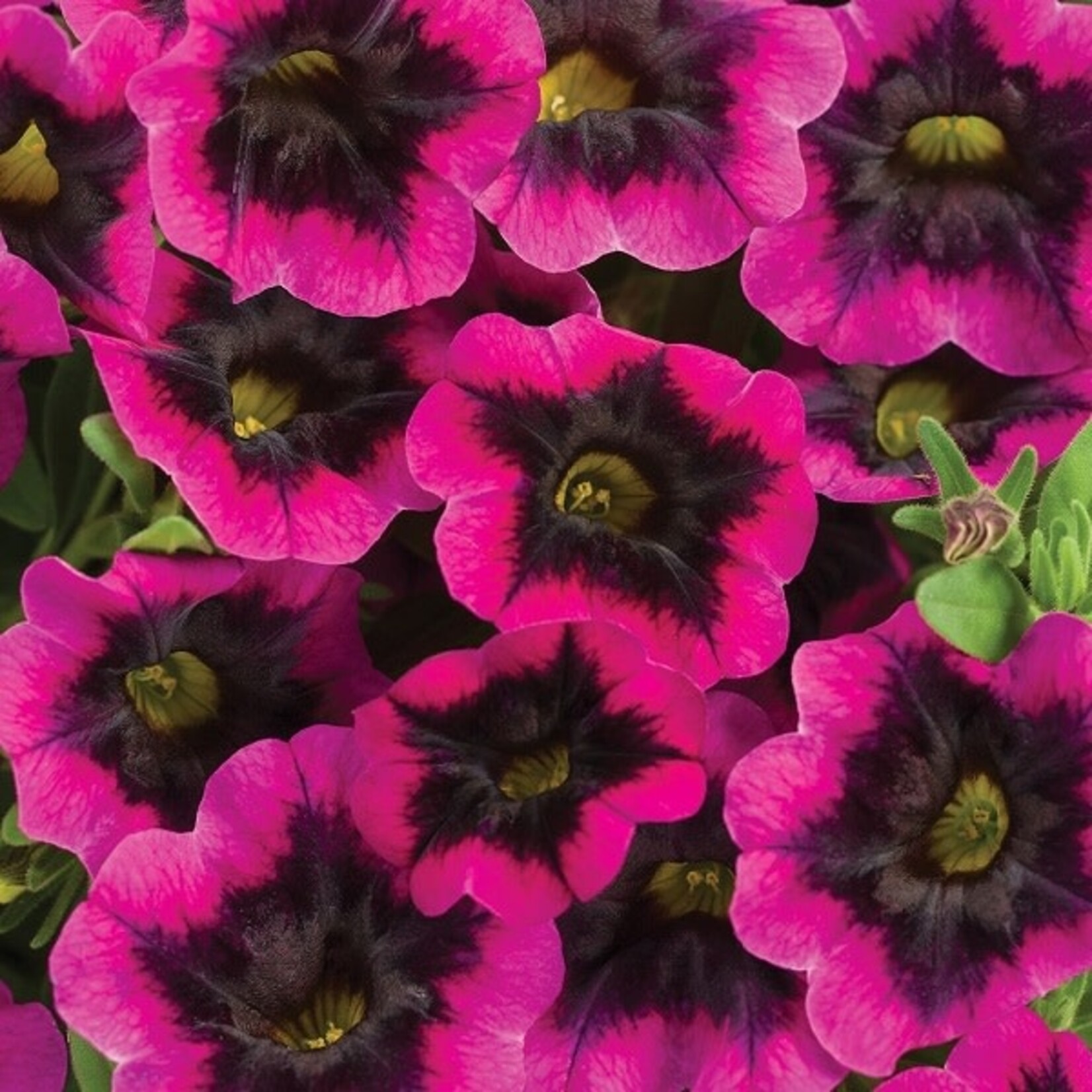 Calibrachoa, MiniFamous Uno Purple Strike 4 in