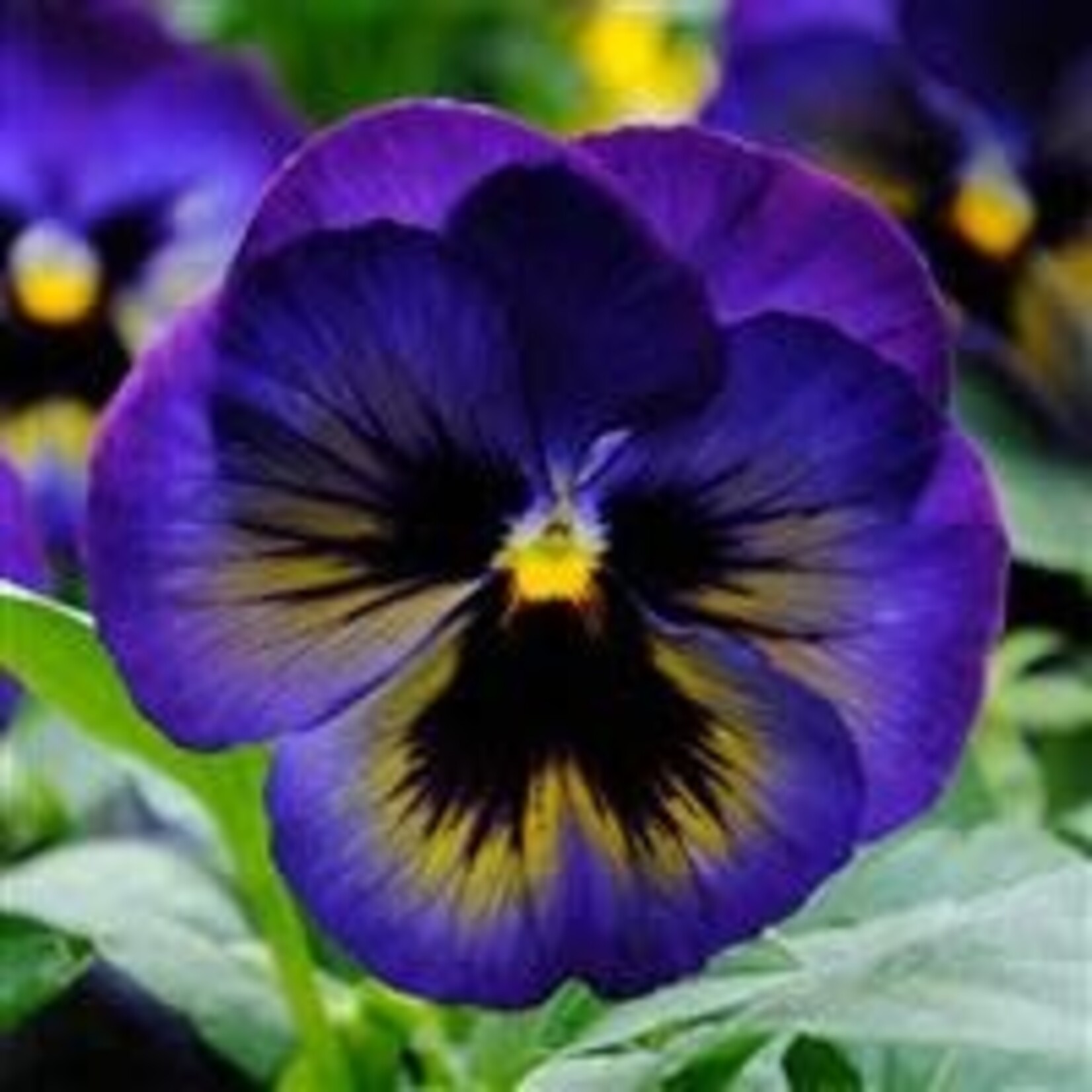 Pansy, Matrix Midnight Glow 3 in