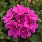 Geranium Ivy, Focus Shocking Blue 4 in