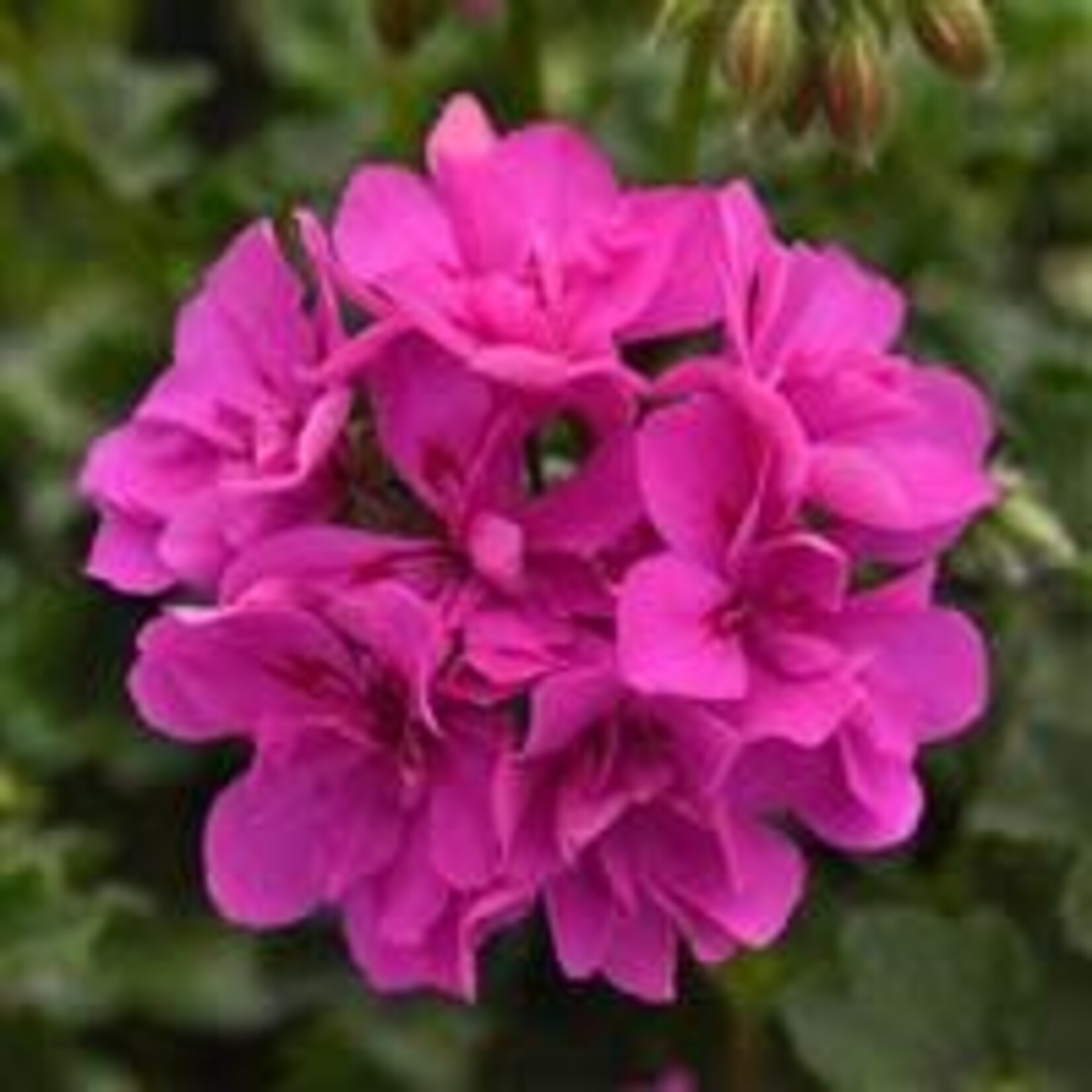 Geranium Ivy, Focus Shocking Blue 4 in