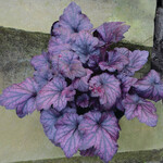 Heuchera, Coral Bells Electric Plum 6 in