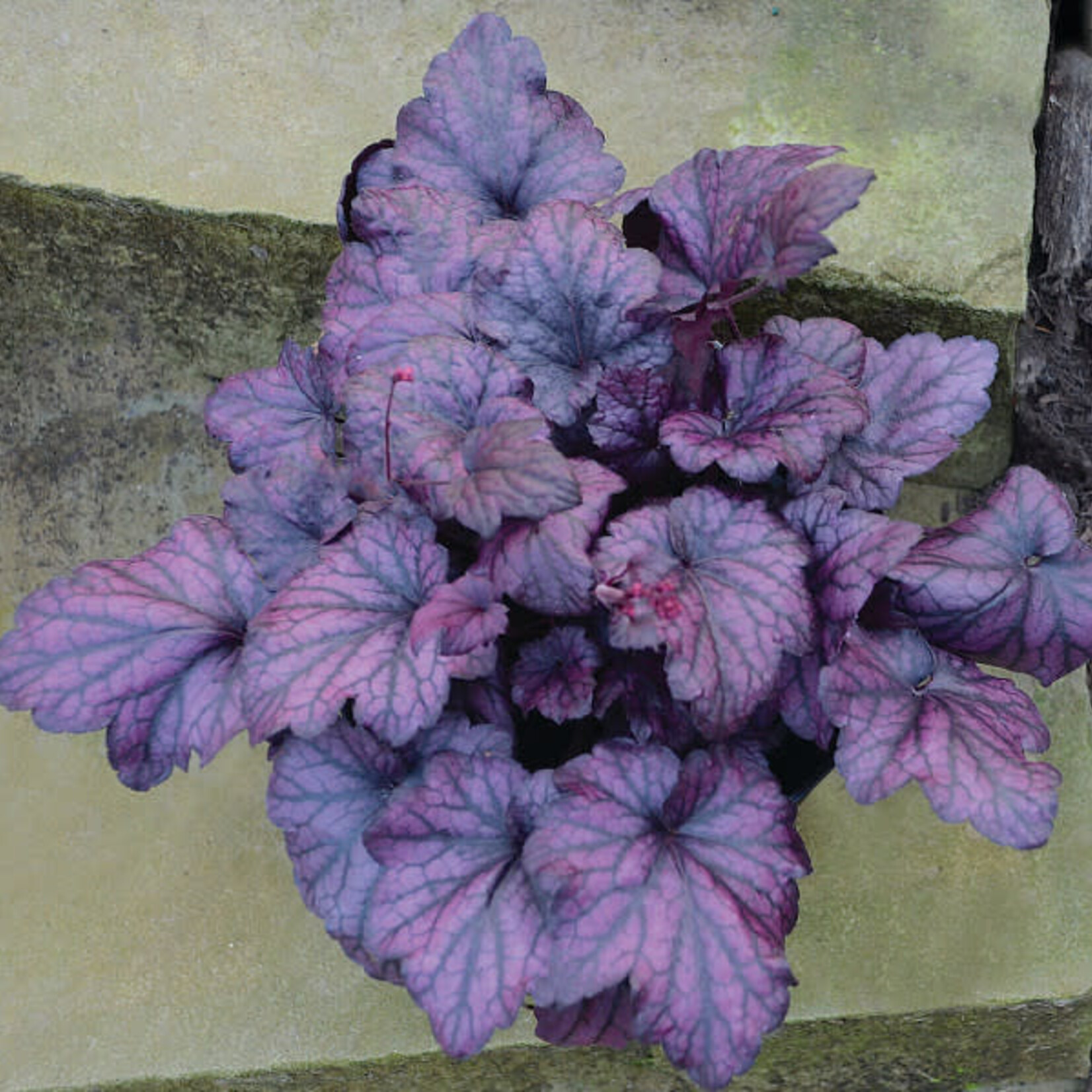 Heuchera, Coral Bells Electric Plum 6 in