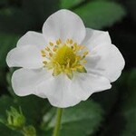 Strawberry, Berry Hill Montana 4 in