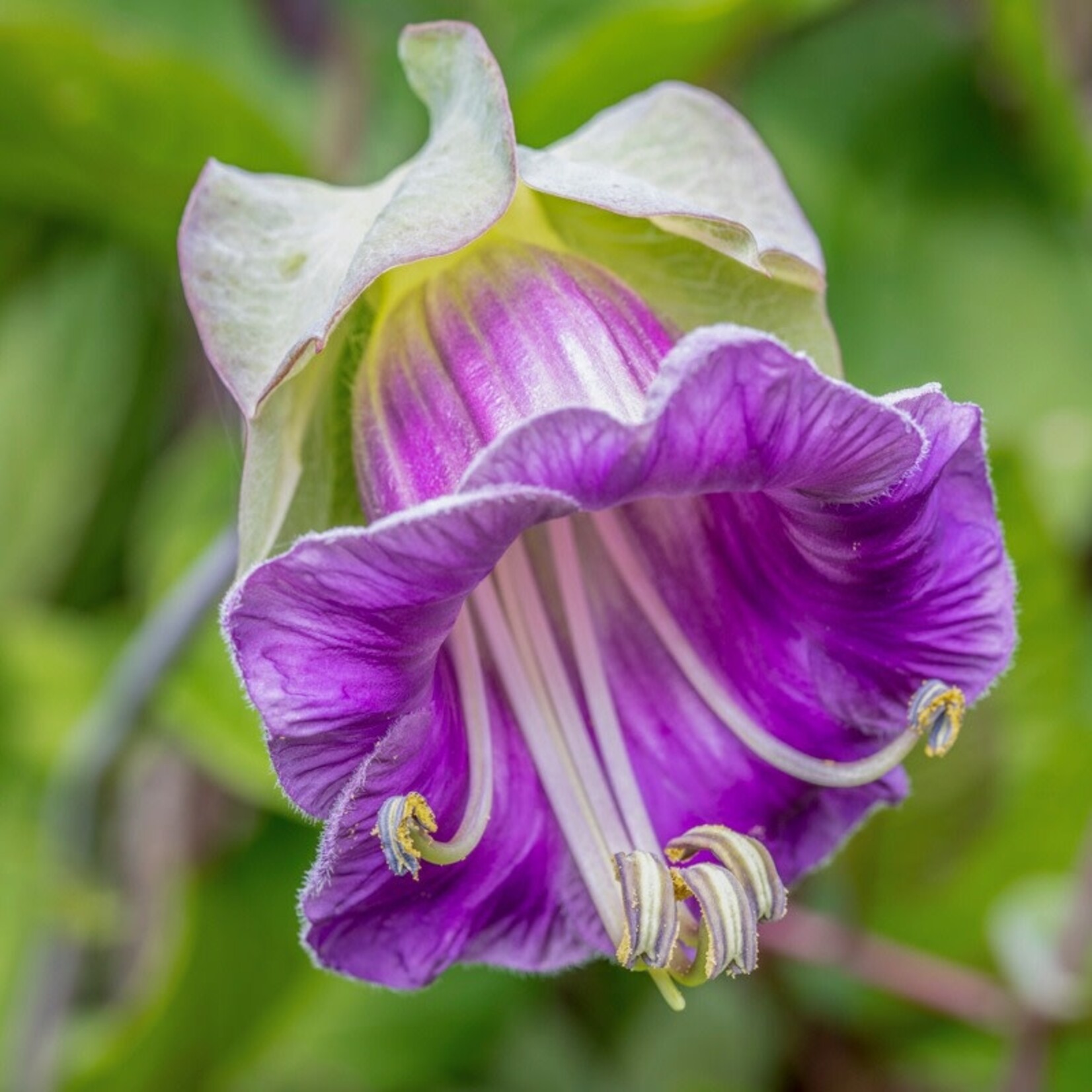 Cobaea, Scandens 6-pack