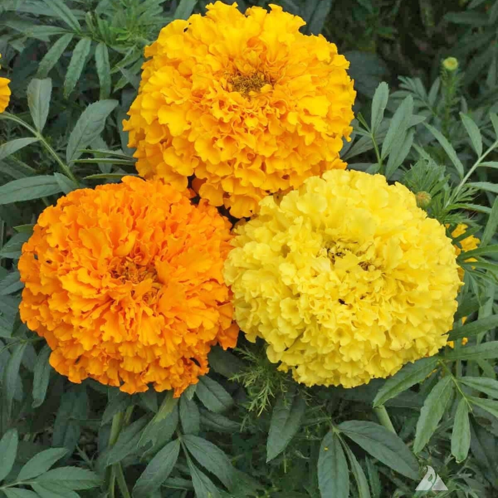 Marigold, African - Crackerjack Mix 6-pak