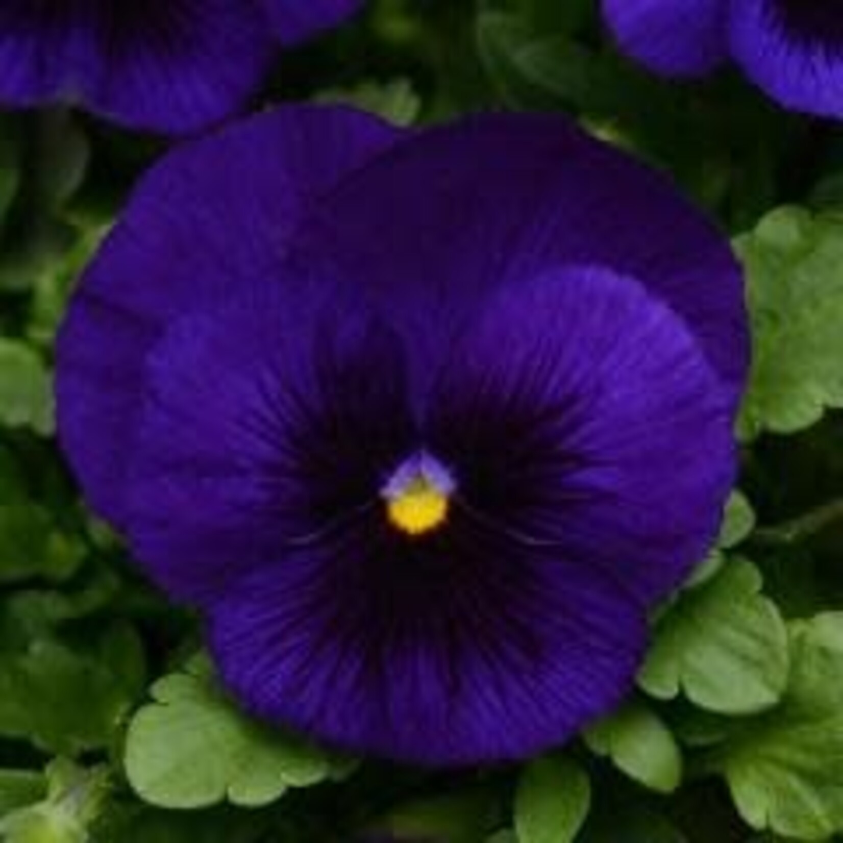 Basket, 12 in Pansy Asst.