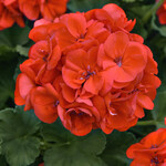 Geranium, Presto Orange 4in