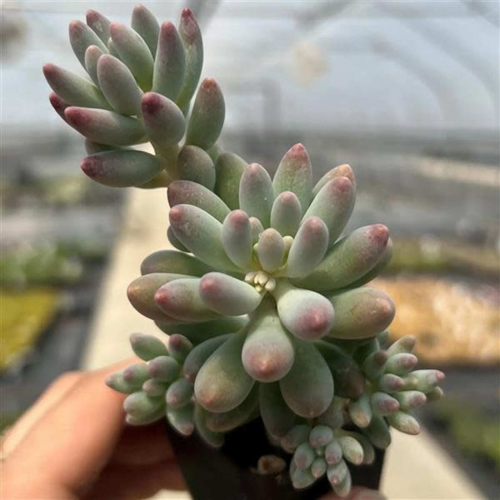 Pachyphytum, Macho 3 in