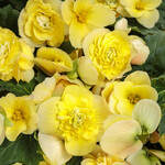 Begonia, Double Delight Primrose 4 in