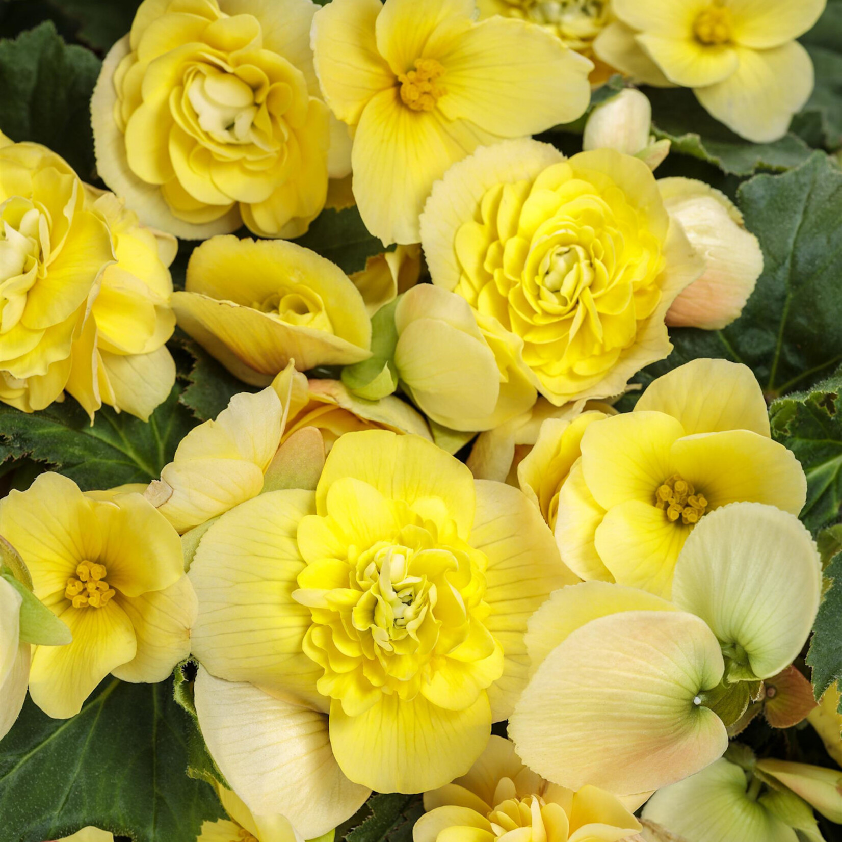 Begonia, Double Delight Primrose 4 in