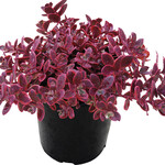 Sedum, Sunsparkler Wildfire 3 in
